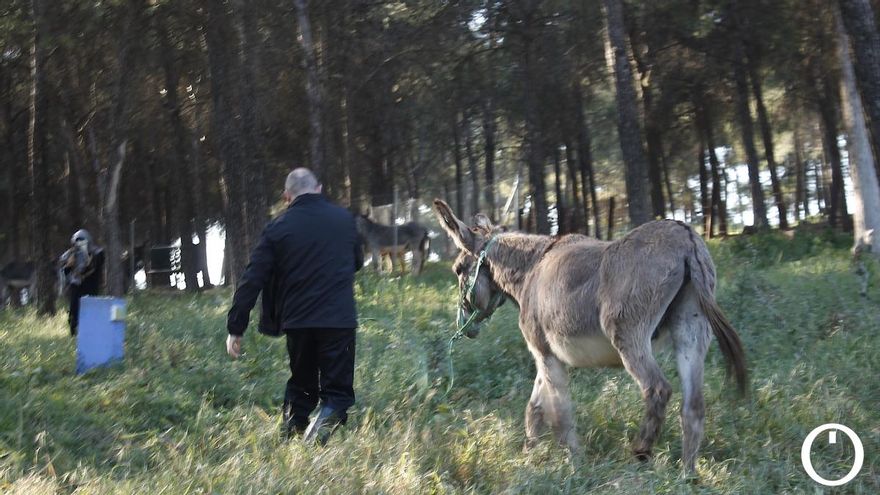 Niño de Elche en la reserva de burros de Rute