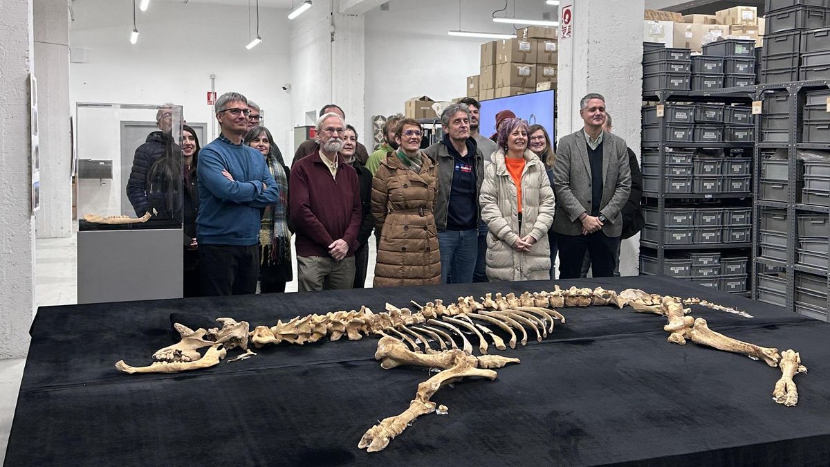 Encuentran en Navarra el esqueleto casi completo del que podría ser el primer bisonte europeo de la península