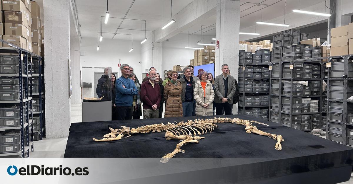 Encuentran en Navarra el esqueleto casi completo del que podría ser el primer bisonte europeo de la península