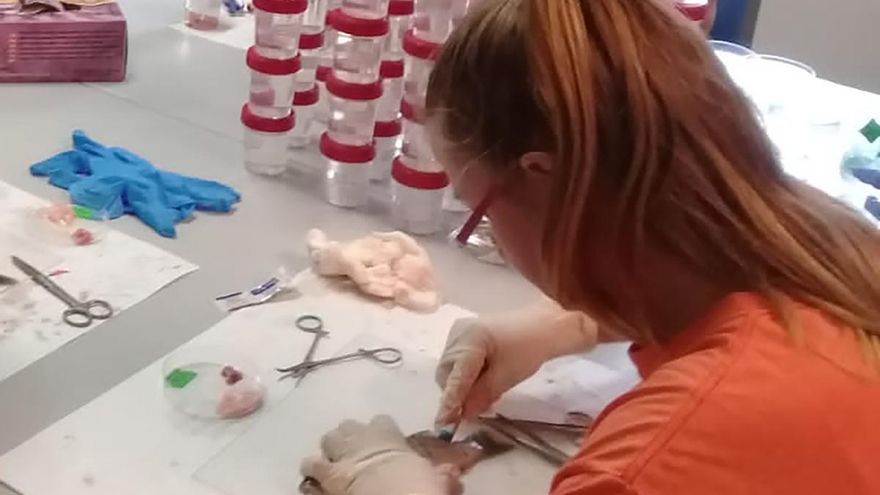 Durante la disección de una lubina