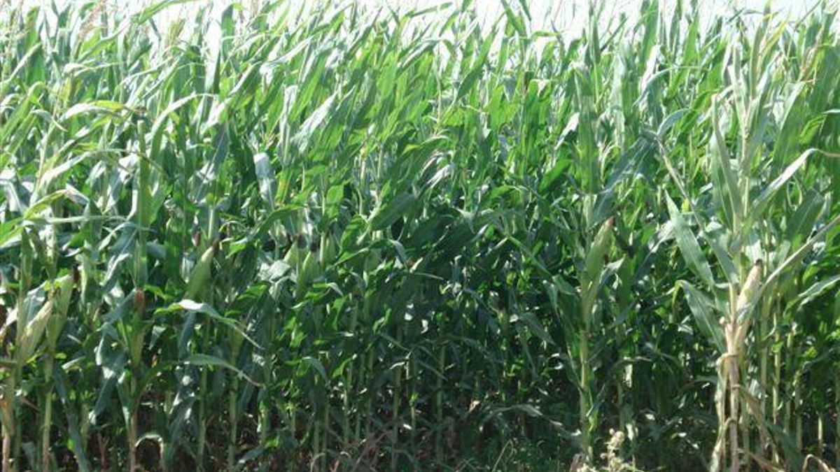 Vegetación de la zona de la Isla de Canet
