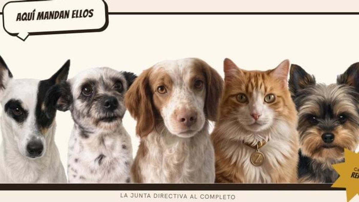 Una asociación que defiende a los animales se persona en el caso de la entrada de migrantes en Ceuta
