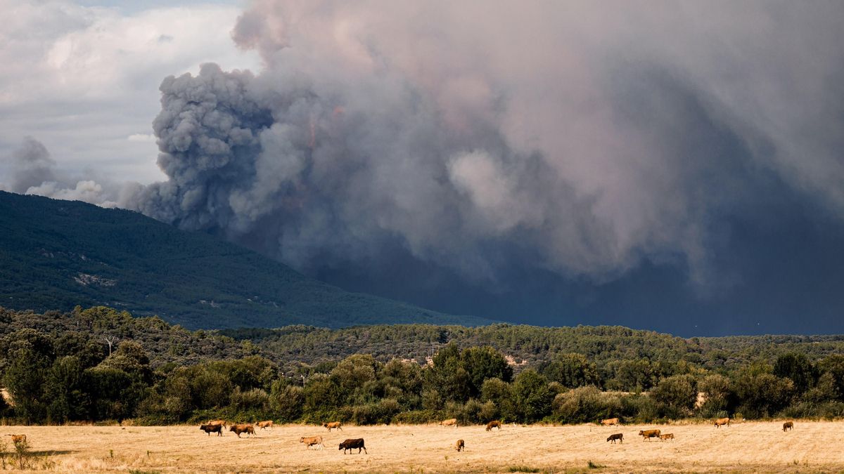 Alivio para 469 ganaderos toledanos: el incendio de Burgohondo no ha alcanzado las explotaciones