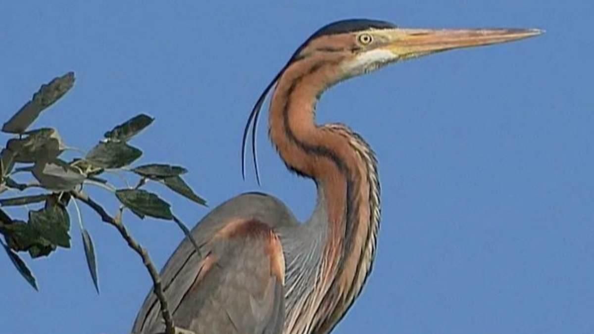 Garza Imperial | Faliky