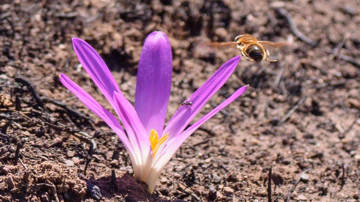 Una abeja se dirige hacia una flor, el 21 de septiembre.