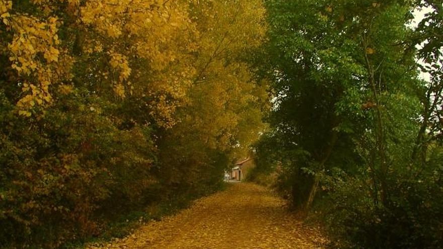 Naturaleza viva en el municipio de Cimanes del Tejar