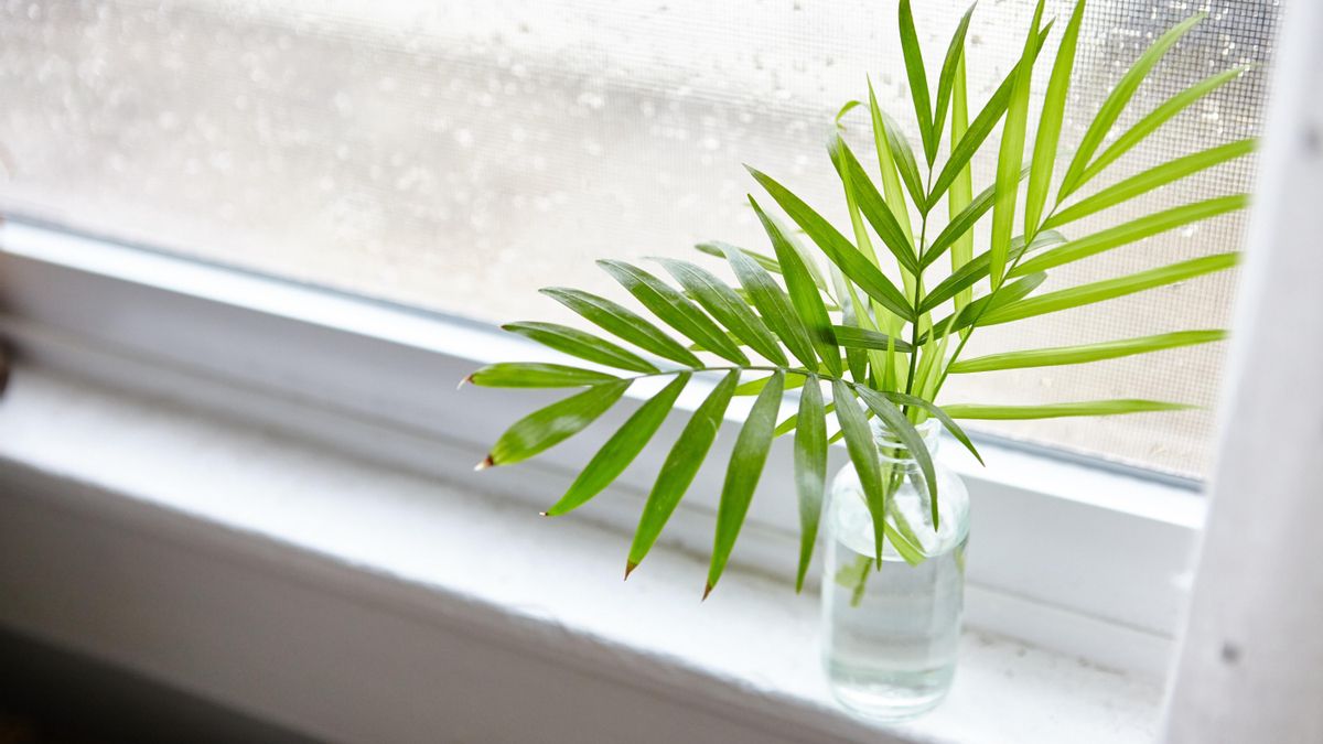 Si estás pensando en sacar tus plantas de interior a disfrutar de la lluvia, ten en cuenta que no todas lo van a agradecer.