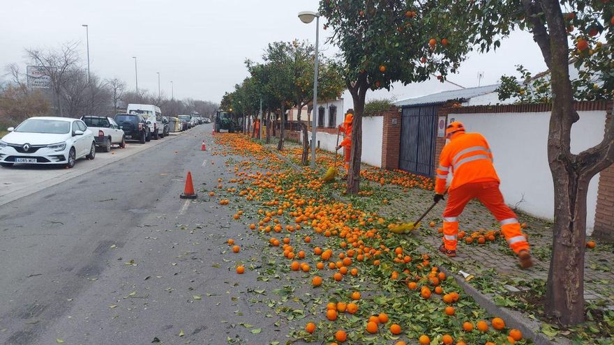 La Policía Local acompañará a Sadeco para controlar que se retiren los coches en las calles donde se recojan naranjas