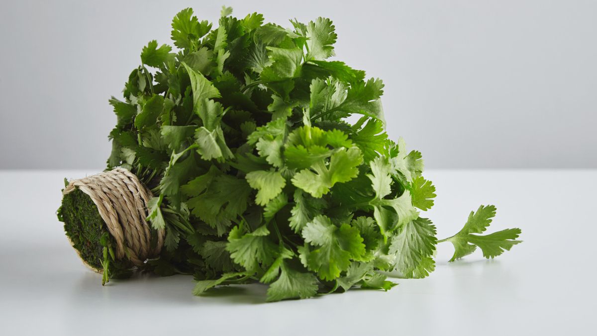 Cilantro