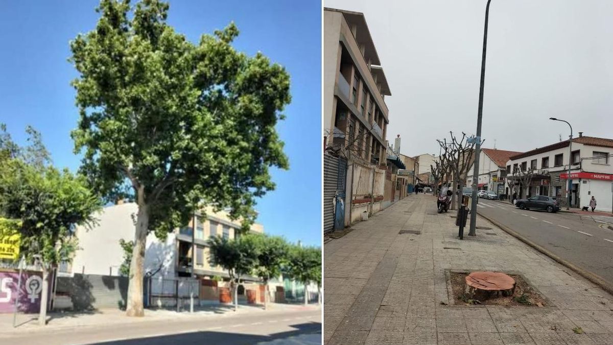 Alagón (Zaragoza) tala un platanero centenario pese a la movilización vecinal: "Lo quitan del medio para hacer casas"