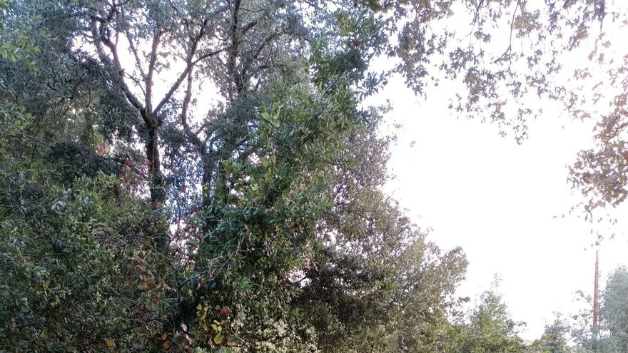 Bomberos retiran árboles que impedían el paso a un barrio de Voto