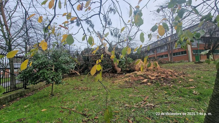 Ecologistas denuncian la tala indiscriminada de árboles maduros en Gijón