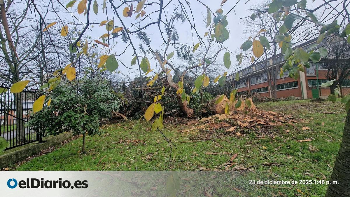 Ecologistas denuncian la tala indiscriminada de árboles maduros en Gijón