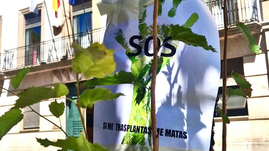 La avenida Virgen de la Montaña, el bulevar verde de Cáceres que se resiste al avance del hormigón