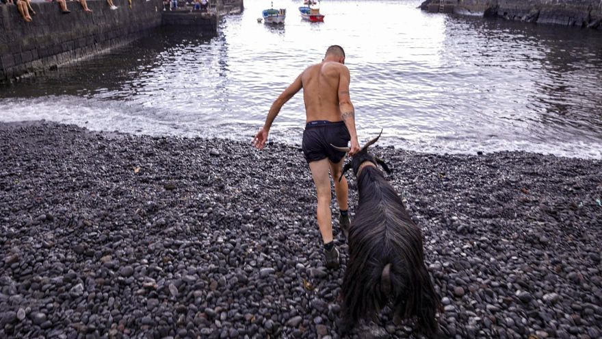El municipio tinerfeño de Puerto de la Cruz ha vuelto a acoger este sábado el ritual del baño de las cabras, una de las tradiciones más identificativas de la localidad y de las más antiguas del archipiélago, que pone el cierre a unas Fiestas de San Juan
