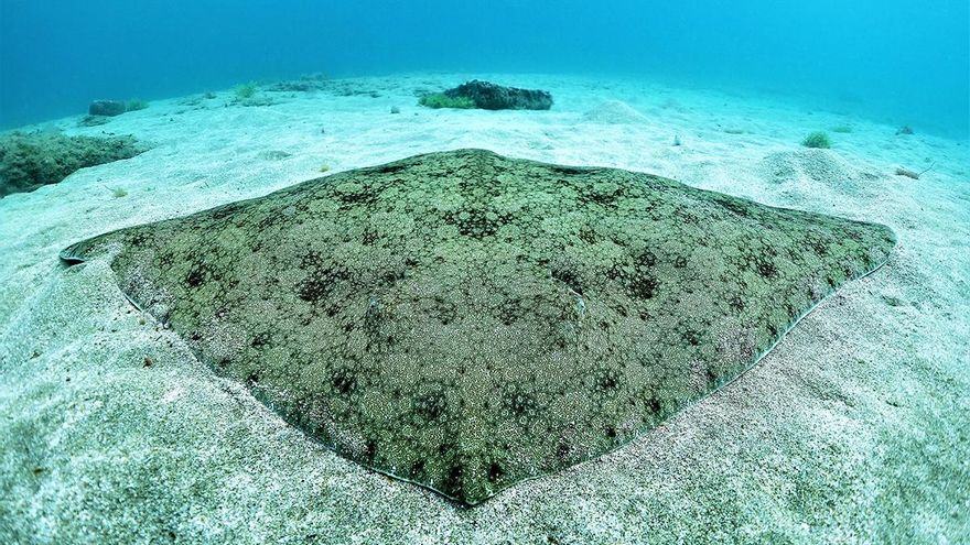 Un ejemplar de mantelina en Las Canteras