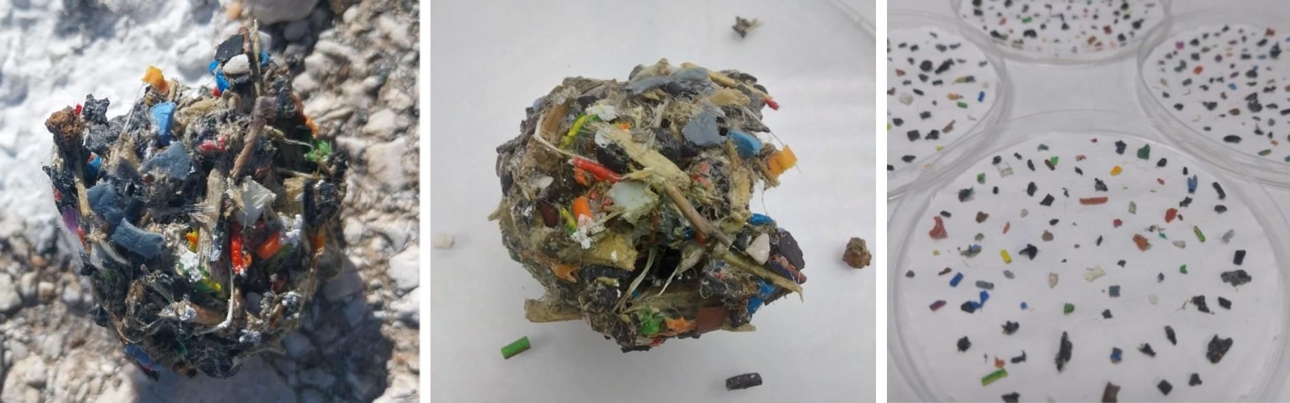 A la izquierda, egagrópila de gaviota patiamarilla encontrada en una playa de Tarifa. En el centro, la egagrópila en el laboratorio y, a la izquierda, los plásticos que contenía ya colocados sobre placas de Petri. Las egagrópilas son bolas de alimento no digerido que regurgitan algunas aves.