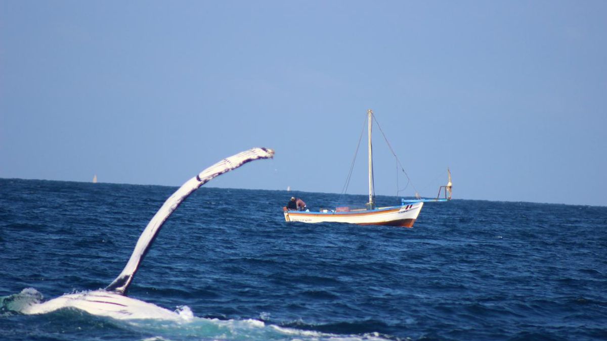 Una ballena jorobada pasa cerca de una embarcación de pesca. Foto: cortesía Chiara Guidino