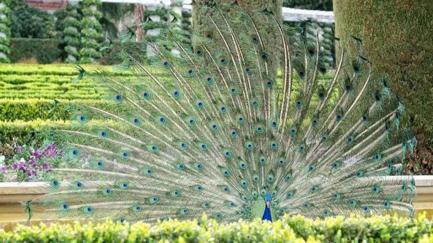 La alerta por gripe aviar se extiende a Madrid capital después de detectarse la enfermedad en un pavo del Retiro