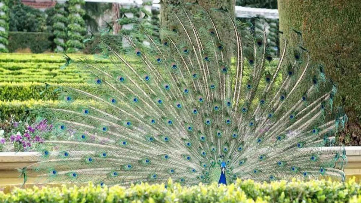 La alerta por gripe aviar se extiende a Madrid capital después de detectarse la enfermedad en un pavo del Retiro