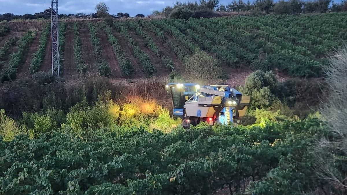 Viñedos en Almonacid de la Sierra