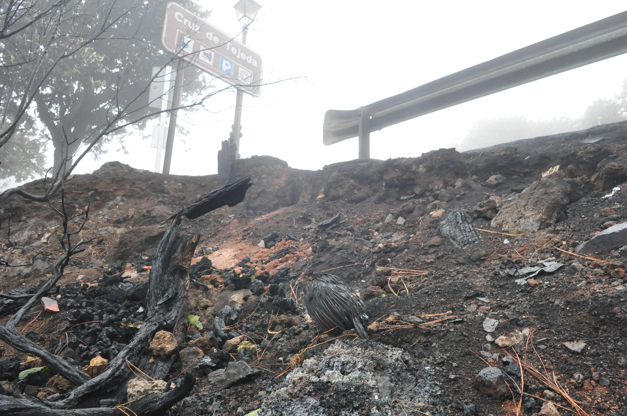 Efectos del incendio en la Cruz de Tejeda. (ÁNGEL SARMIENTO)