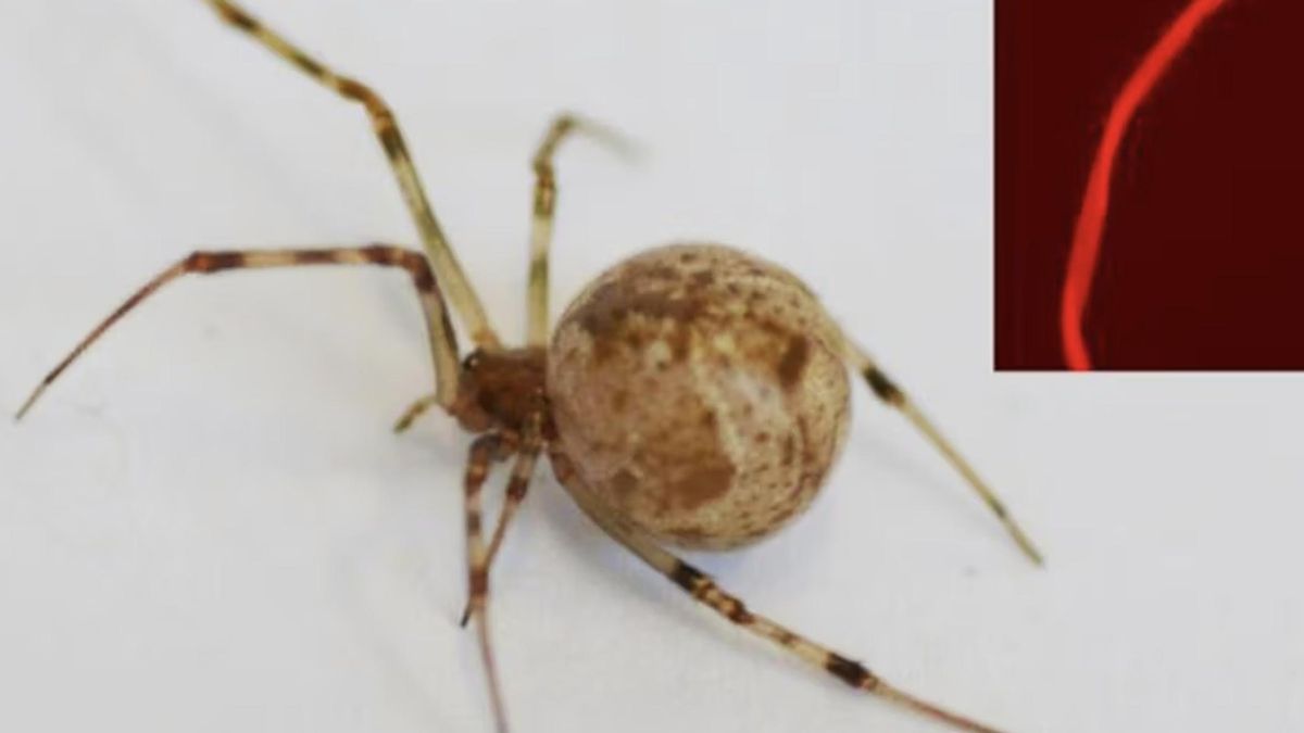 Las arañas fueron intervenidas con la técnica CRISPR antes de aparearse, en un proceso extremadamente delicado