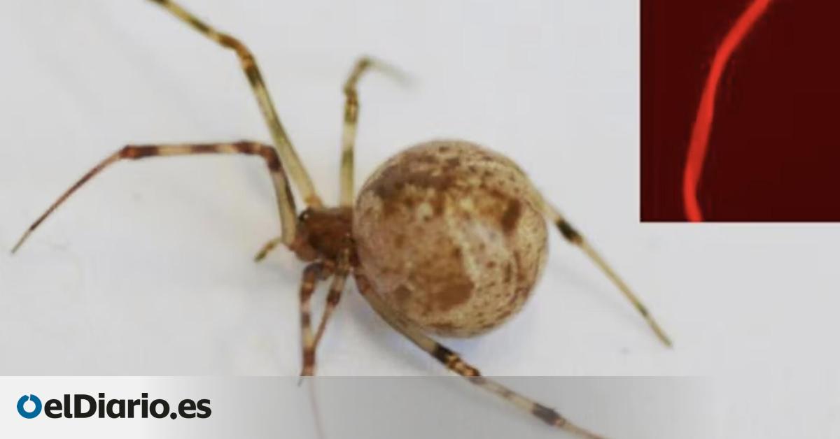 Spider DNA Edit: No Superpowers Yet