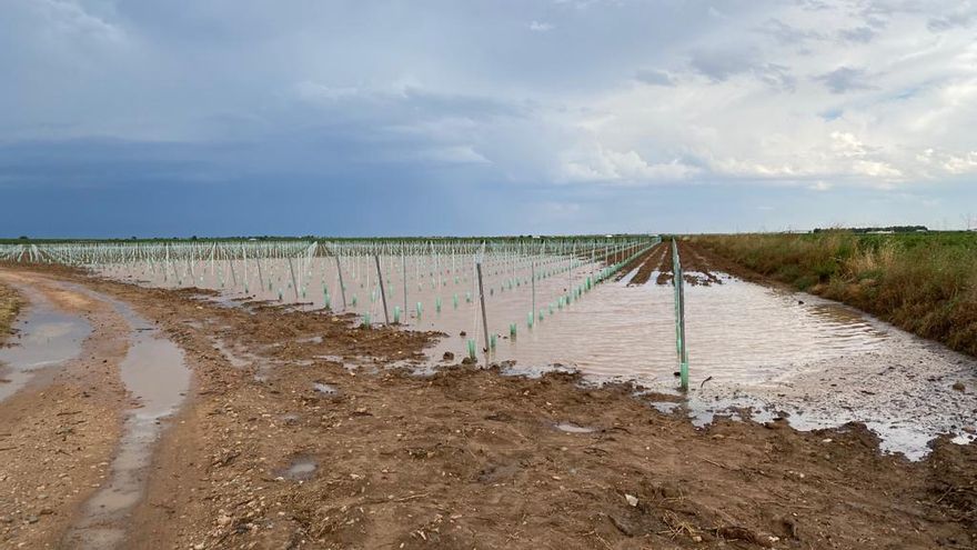 Cultivos anegados por la lluvia