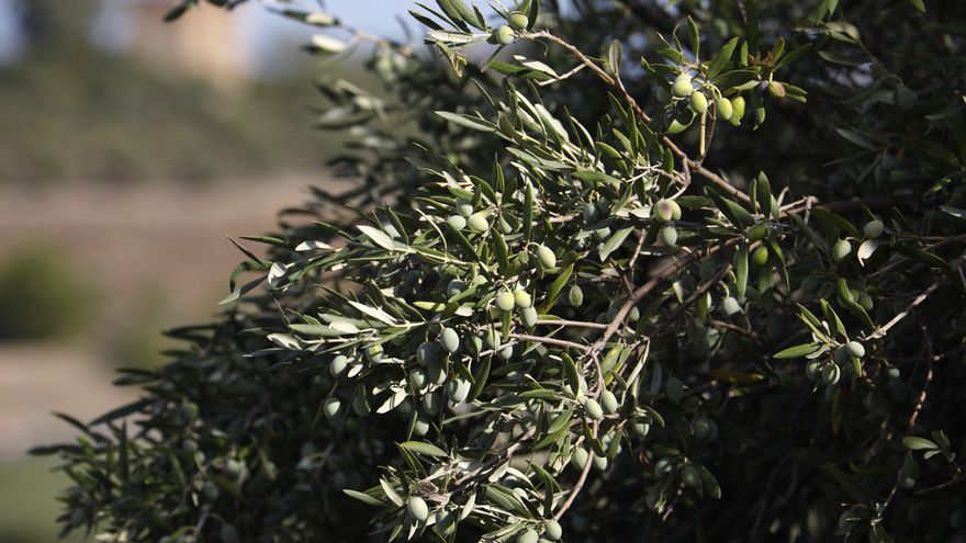 El Ministerio avanza que Castilla-La Mancha tendrá una producción de 121.500 toneladas de aceite de oliva
