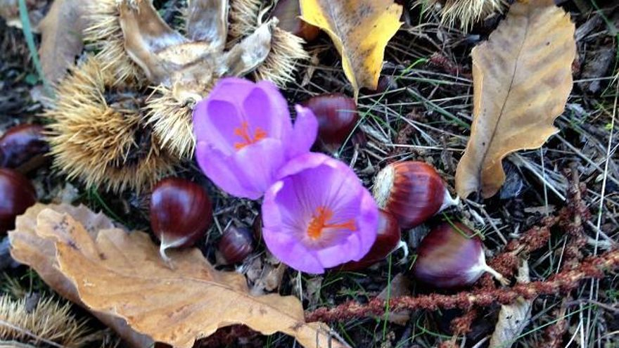 Castañas en Noceda del Bierzo.
