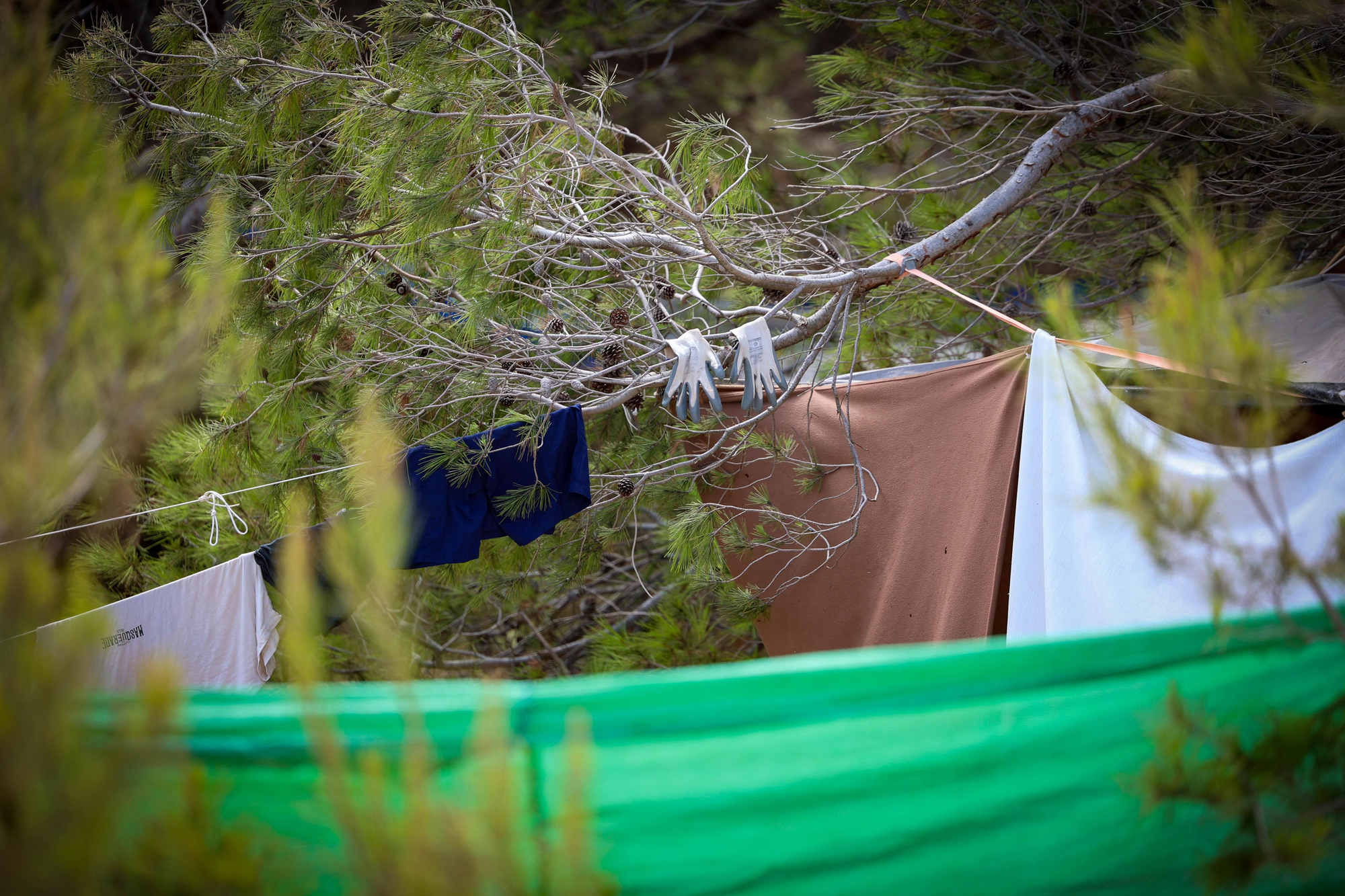 Guantes de faena y prendas colgados de las ramas de un pino en el bosque