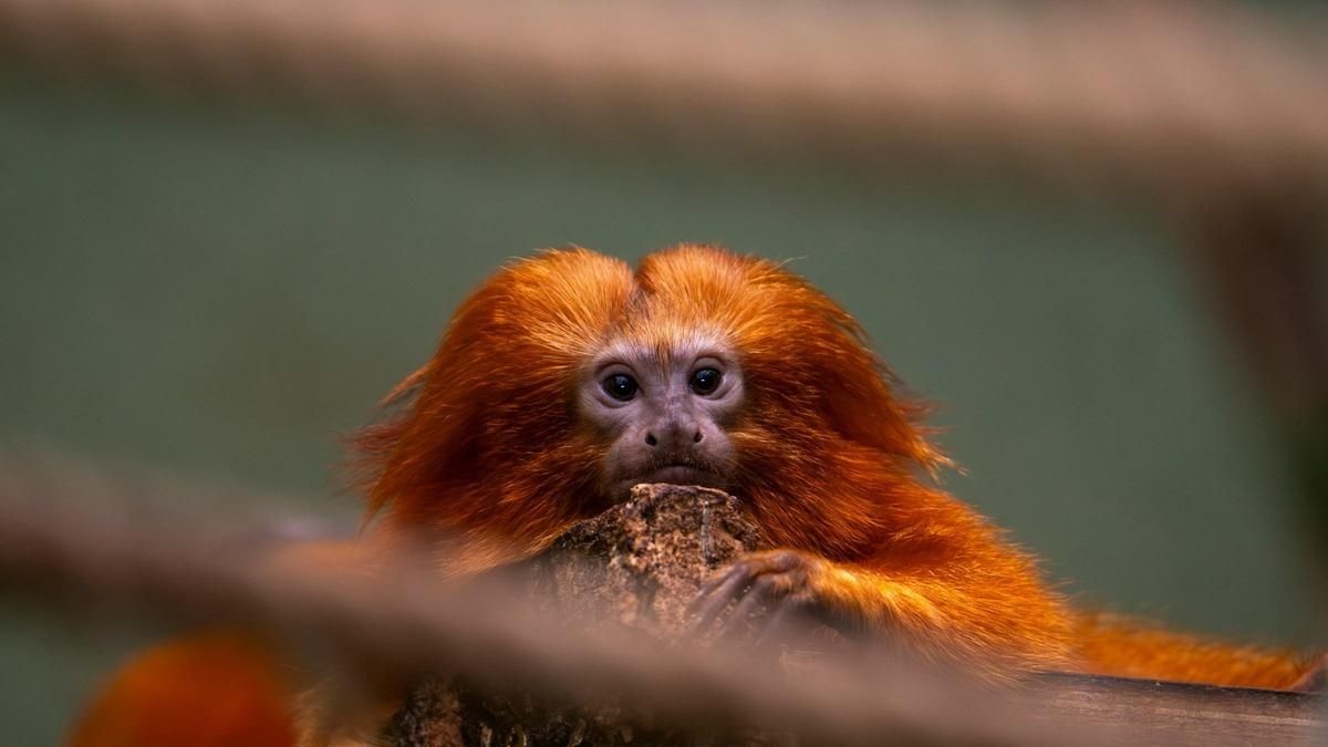 De apenas 30 centímetros y un kilo de peso, lo más llamativo de este primate nativo de Brasil es su melena larga y dorada
