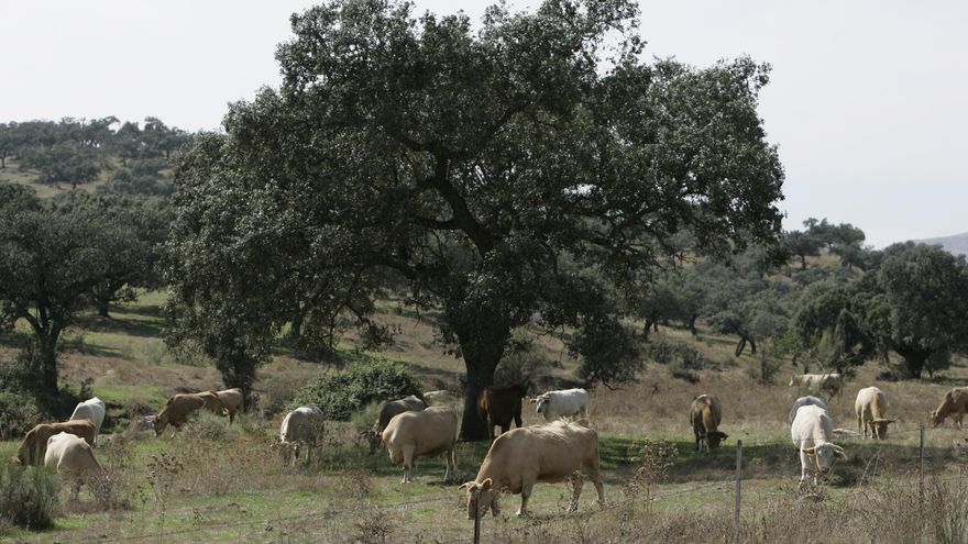 Detectados dos focos de brucelosis bovina en explotaciones de Alburquerque y Badajoz