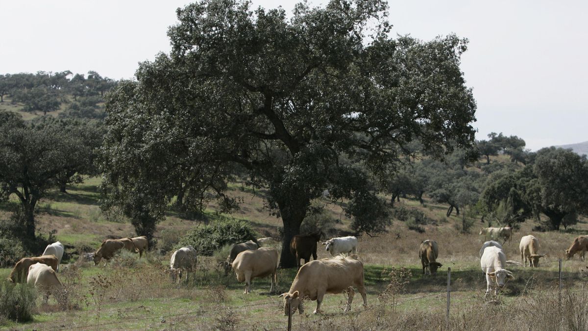 Detectados dos focos de brucelosis bovina en explotaciones de Alburquerque y Badajoz