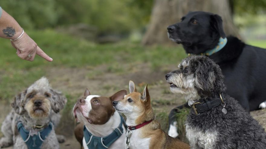 IA: un aliado poderoso para mejorar la gestión de albergues de mascotas