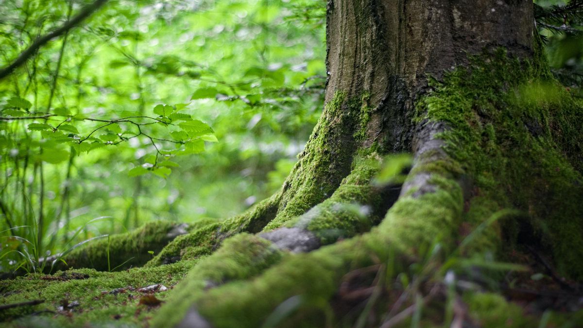 Las raíces de un árbol.