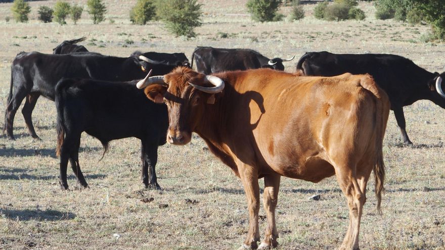 Visores térmicos y un helicóptero de la Guardia Civil se suman a la búsqueda de las vacas huidas en Alcalà de Xivert