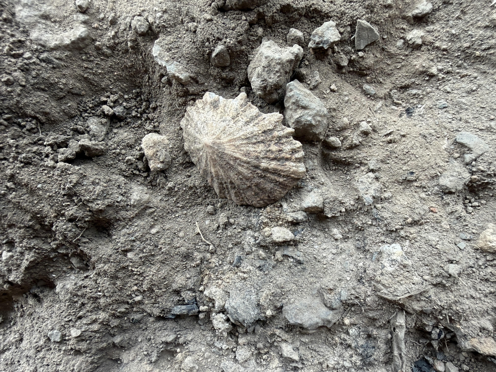 Concha de lapa encontrada en el yacimiento El Tendal, en el municipio de San Andrés y Sauces (La Palma).
