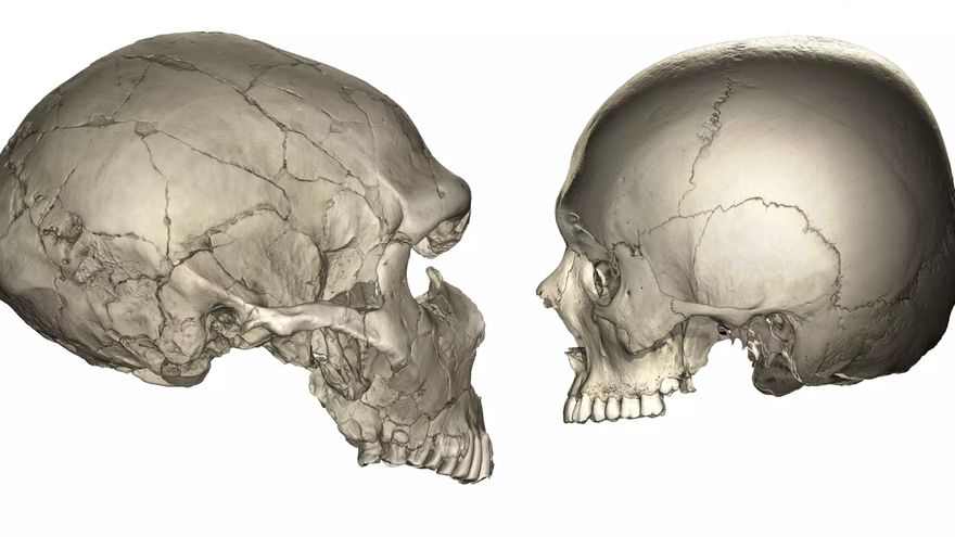 ¿Por qué los humanos tenemos la cara más pequeña que los neandertales? La respuesta está en esta etapa