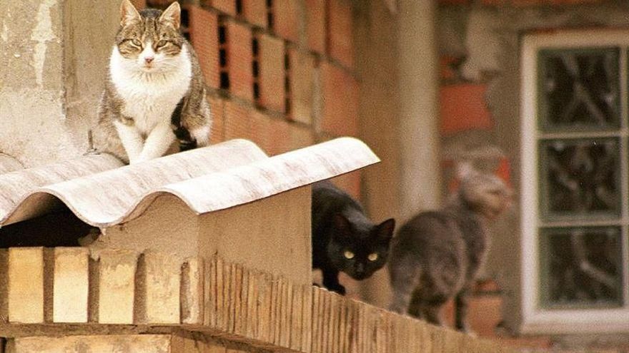 Unas instalaciones más dignas para acoger a los gatos que se recogen de la calle en Sevilla