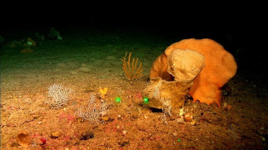 Descubiertas tres especies de esponjas en los montes submarinos de Mallorca