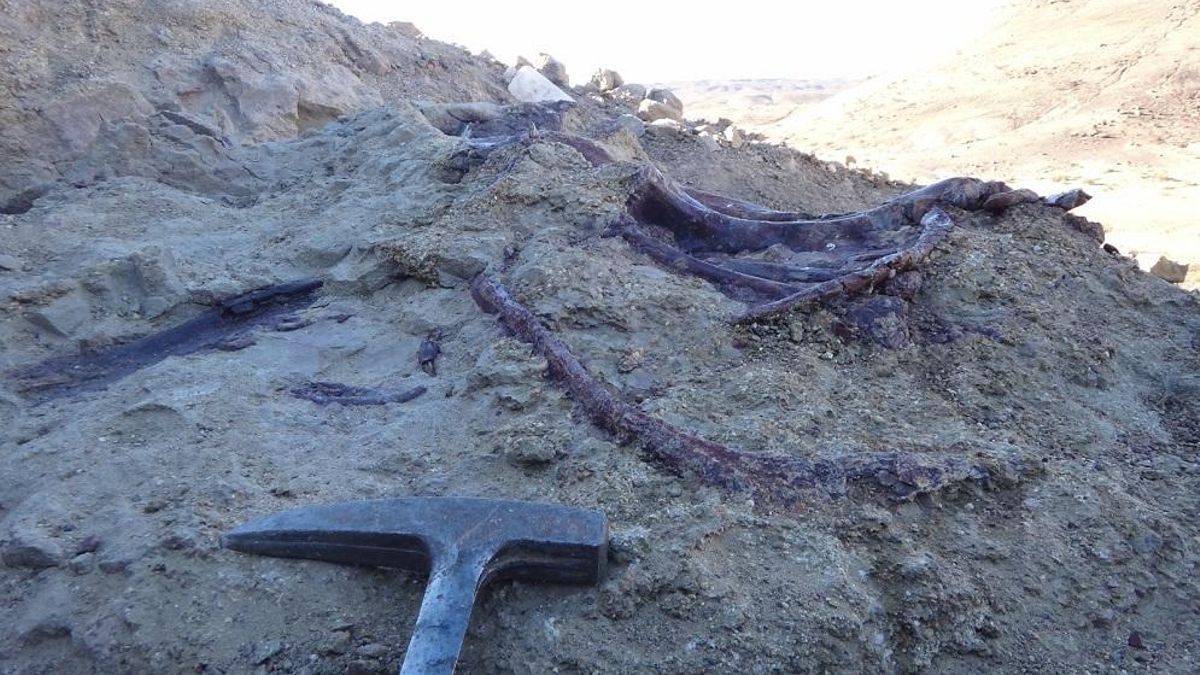 Los primeros huesos observados de joaquinraptor.