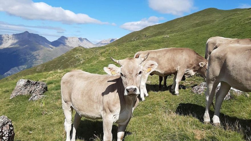 La “chapuza” del Gobierno de Azcón con las ayudas por la dermatosis nodular: deja fuera la principal raza afectada en Aragón