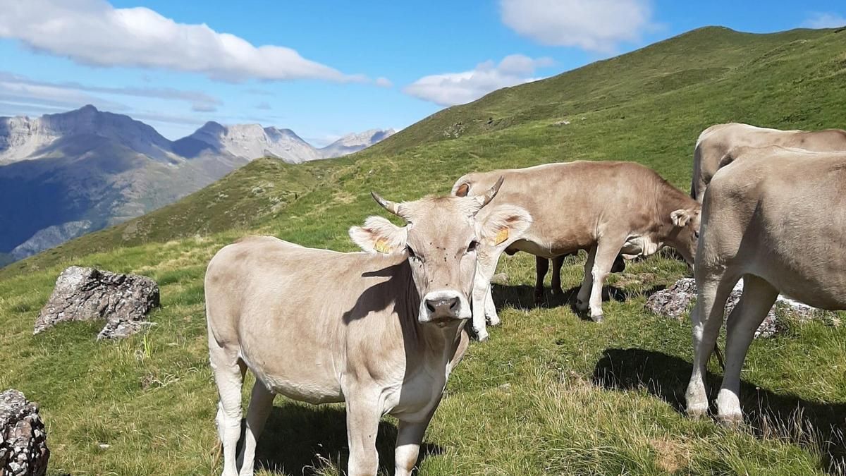 La “chapuza” del Gobierno de Azcón con las ayudas por la dermatosis nodular: deja fuera la principal raza afectada en Aragón