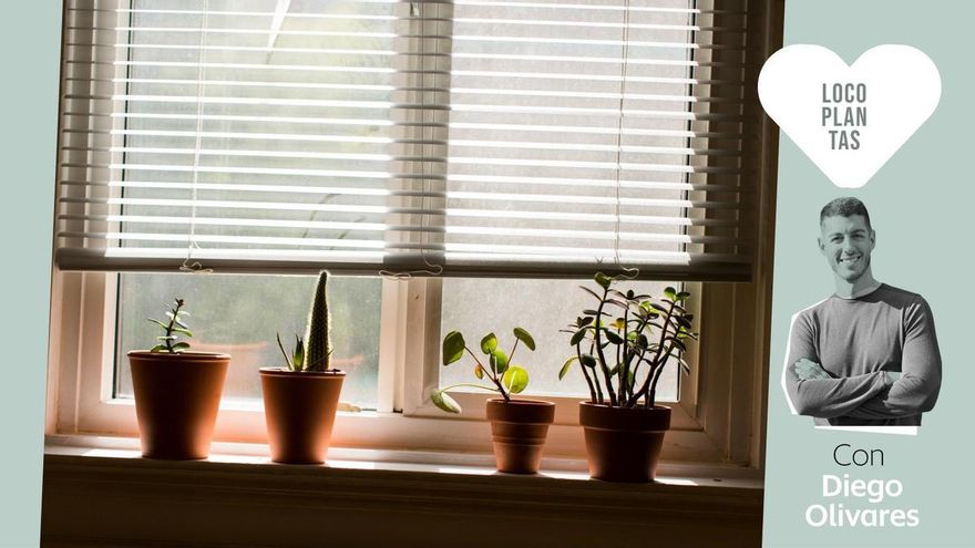 Dejar las persianas bajadas al irnos de vacaciones, ¿sí o no?: un experto explica cómo afecta a las plantas