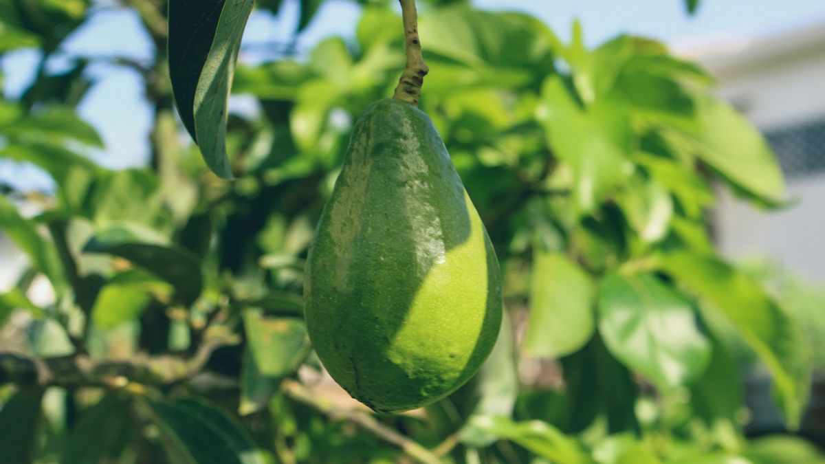 Cómo cultivar árboles de aguacate en casa a partir de esquejes y semillas