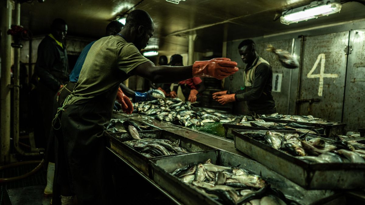 Trabajadores seleccionan las capturas dentro del buque con bandera china Lu Lao Yuan Yu 010 en aguas de Gambia.