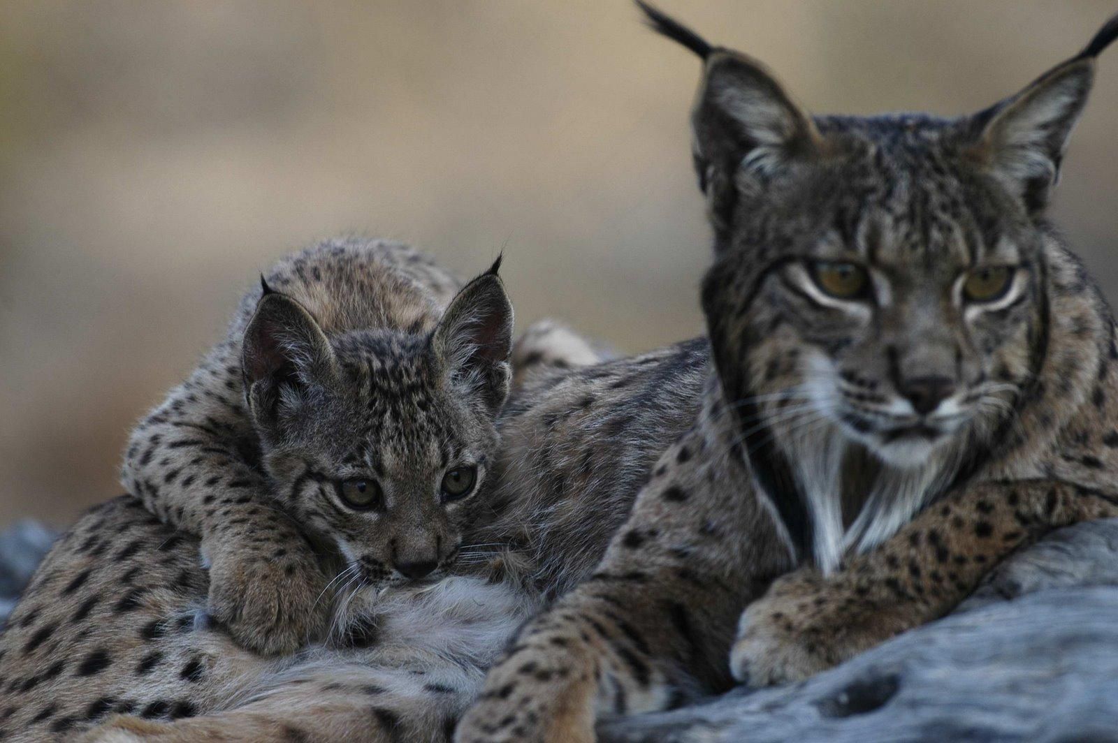 Brisa, que se libró de la pelea, con su madre Saliega.