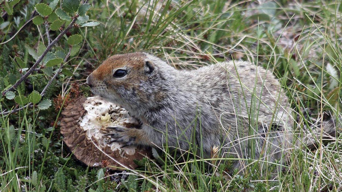 El permafrost conservó pruebas excepcionales del pasado